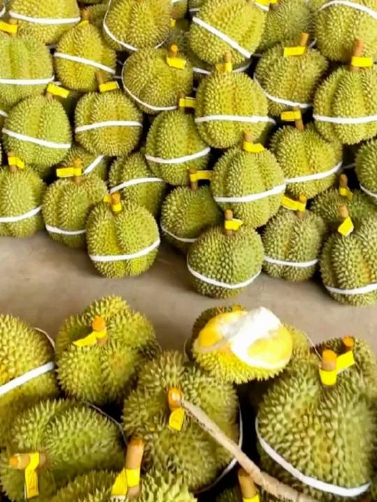 功效与作用 活血散寒、强身健体、润肠通便 榴莲性热,女性经期适当食用可补肾助阳,能缓解腹部