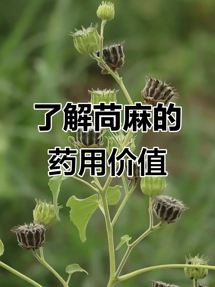 苘麻:一种常见中草药的独特功效与作用