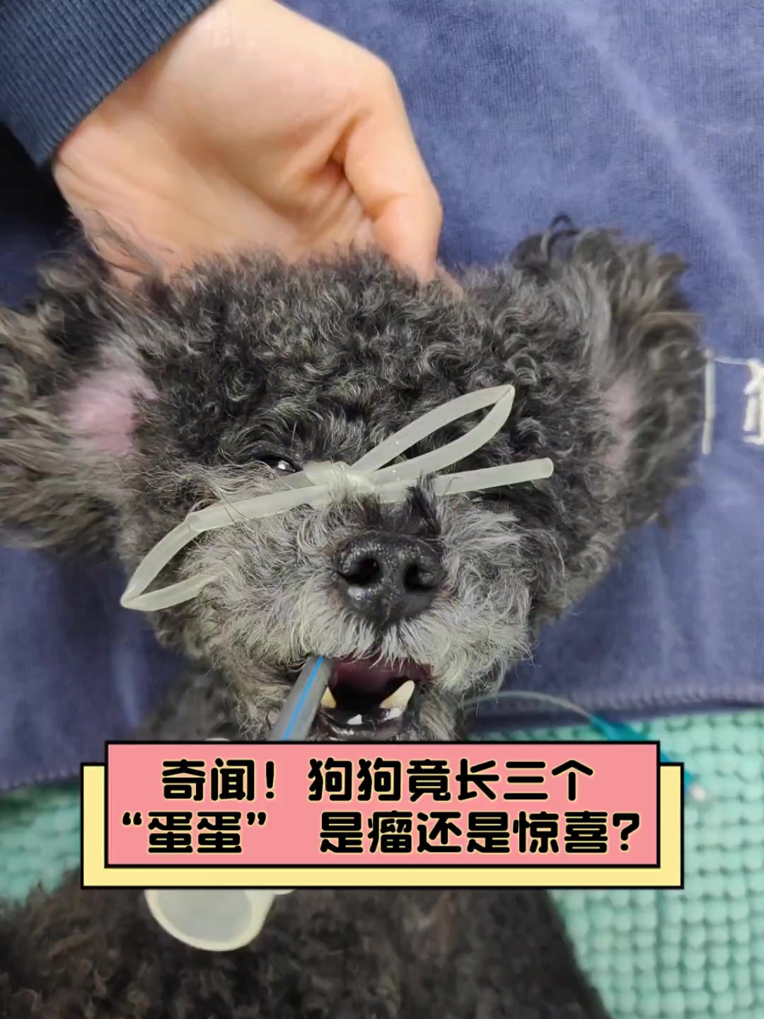 奇闻!狗狗竟长三个“蛋蛋”,是瘤还是惊喜?