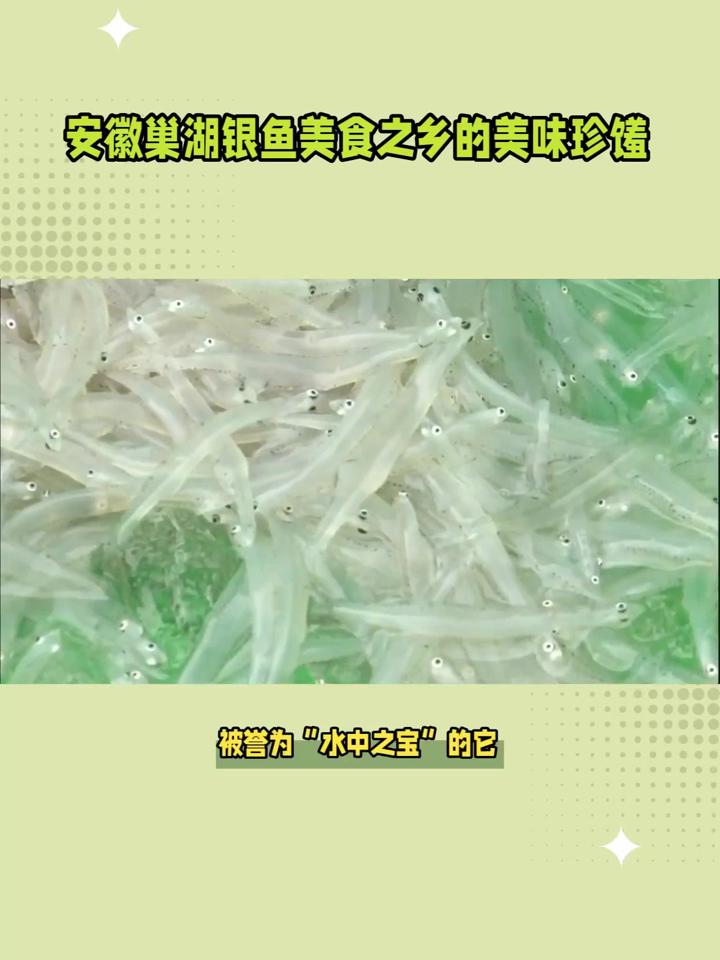 安徽巢湖银鱼美食之乡的美味珍馐