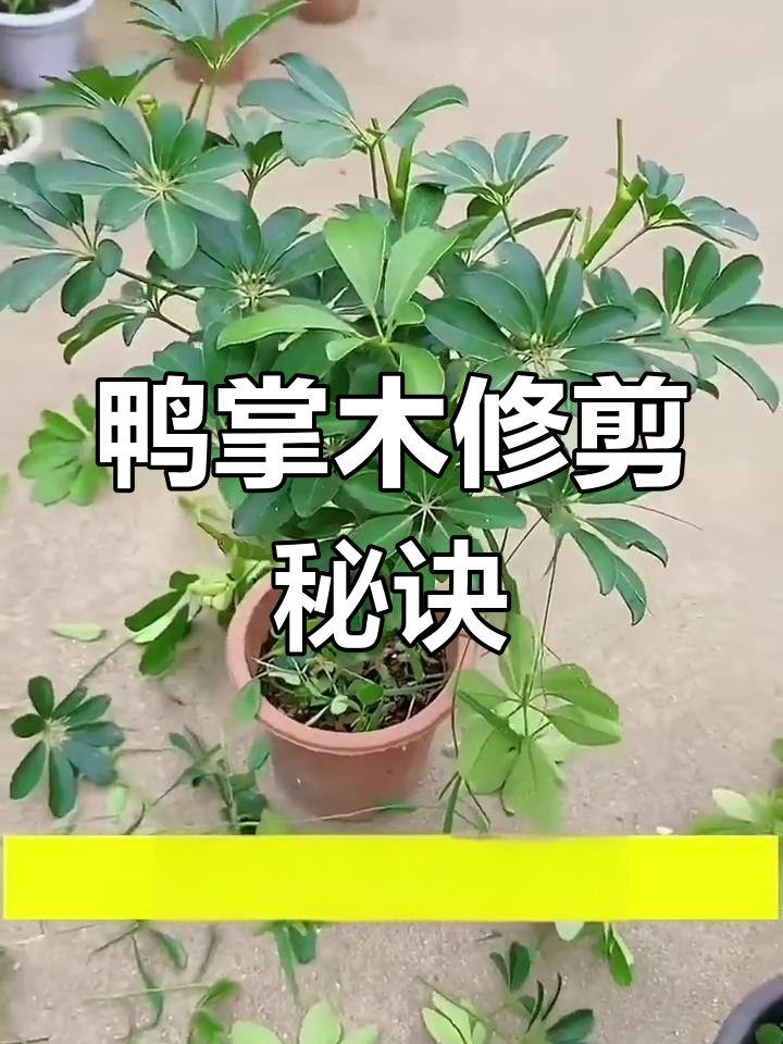 鸭掌木修剪技巧,轻松打造丰满株形
