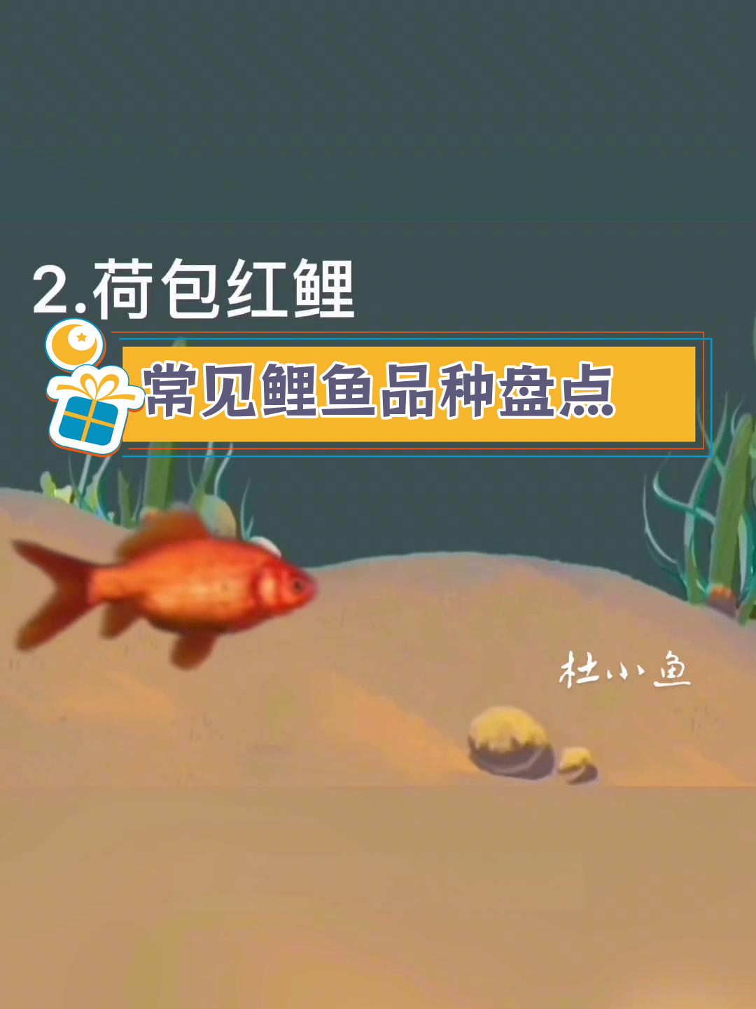 鲤鱼种类大揭秘,黄河鲤与荷包红鲤的区别