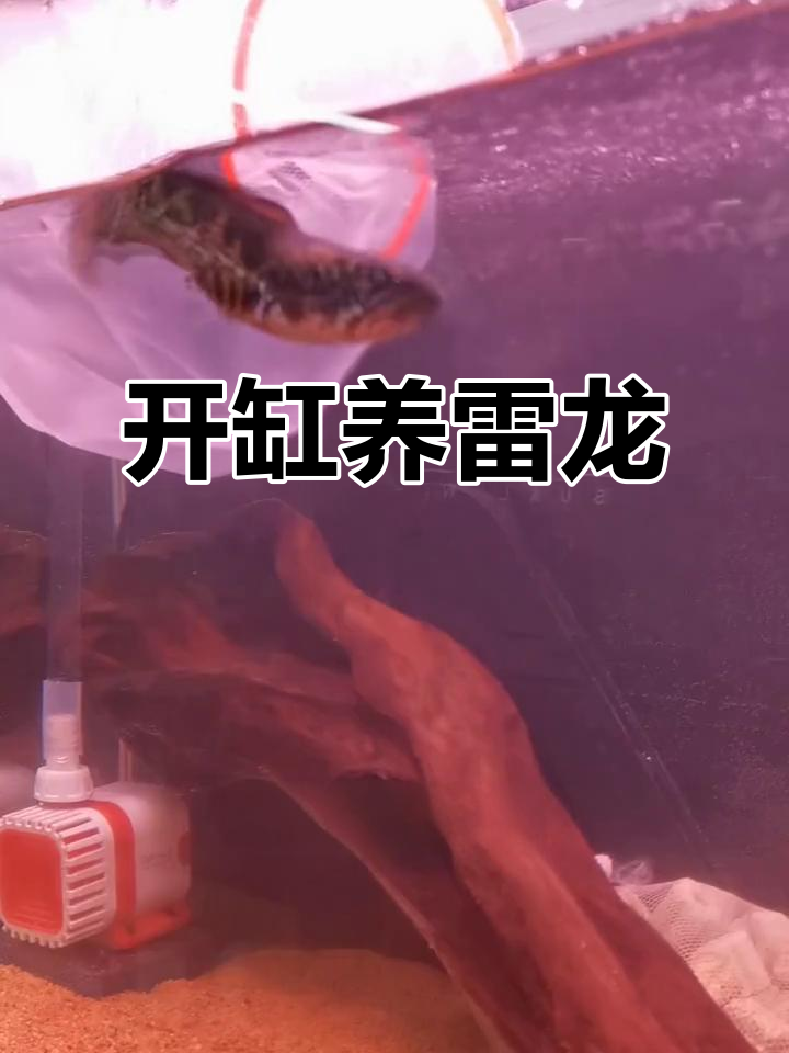 黄金眼镜雷龙鱼开缸全流程,打造完美水族环境