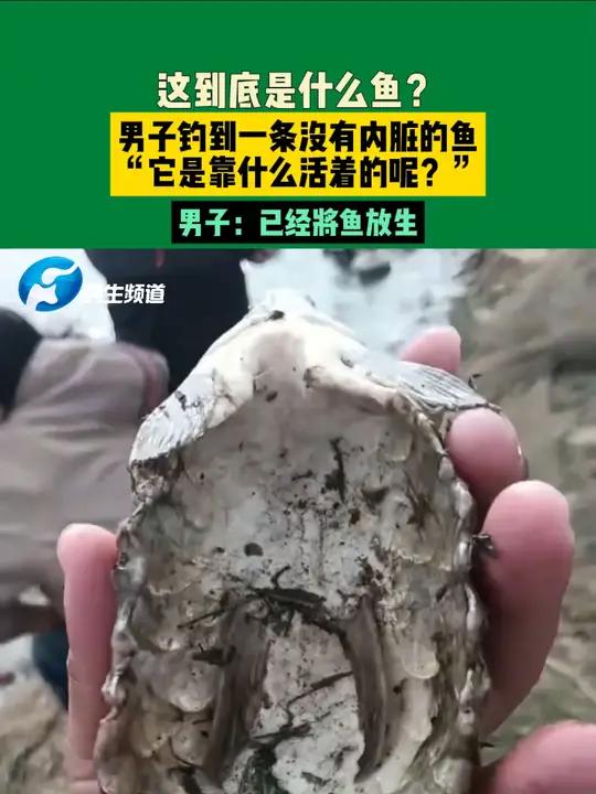 10月30日(发布)天津,这到底是什么鱼?男子钓到一条没有内脏的鱼“它是靠什么活着的呢?”