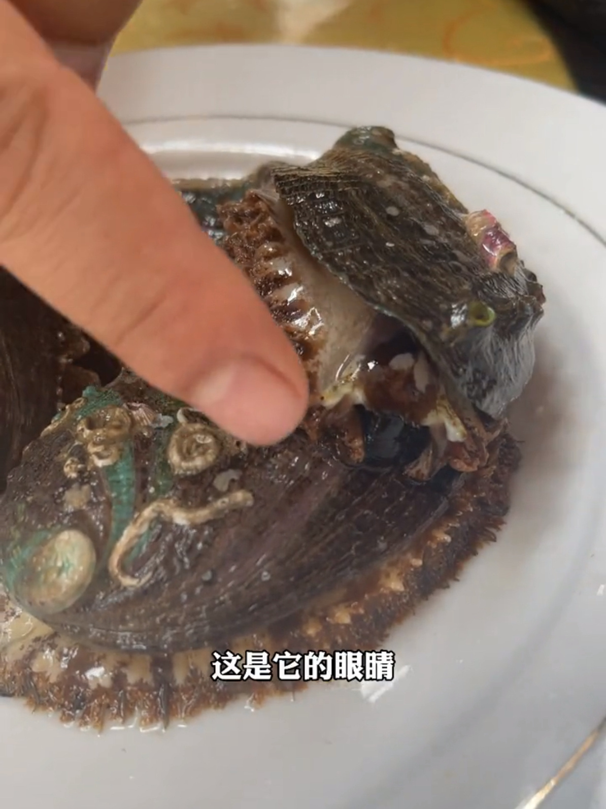 吃过鲍鱼吗?怎么区分野生和养殖呢?