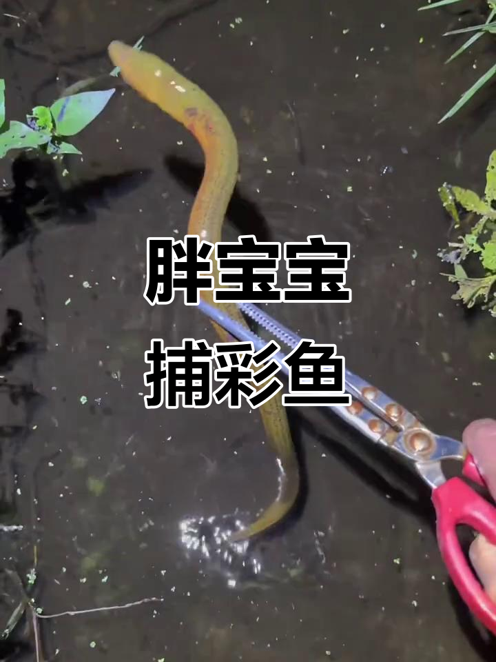 胖宝宝河边抓鱼,彩色鲫鱼躲猫猫超萌