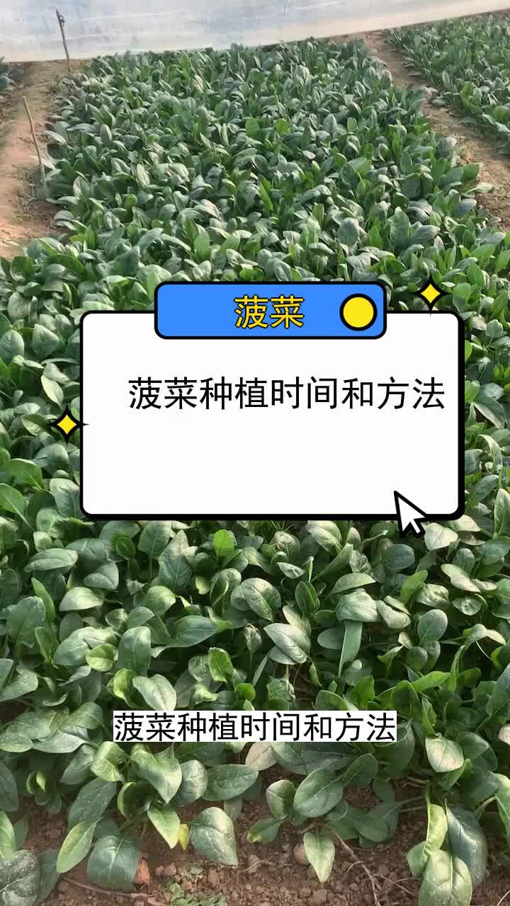 菠菜种植时间和方法
