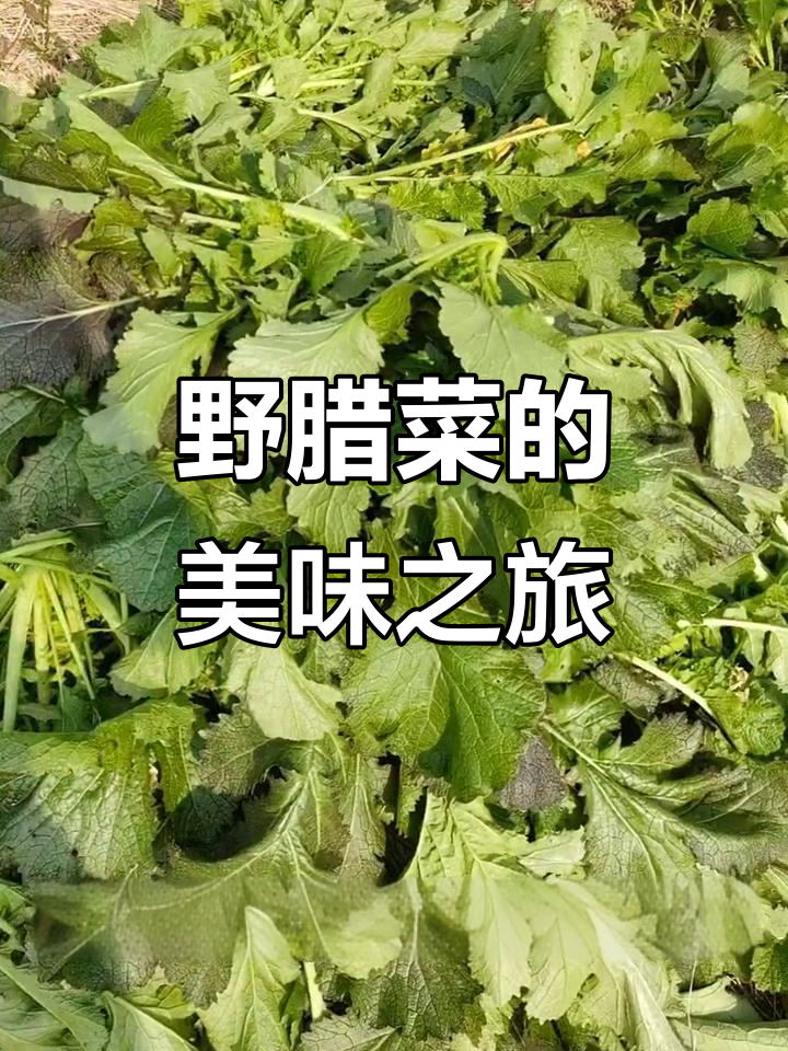 乡村野腊菜丰收,天气正好做梅干菜,味道绝佳!