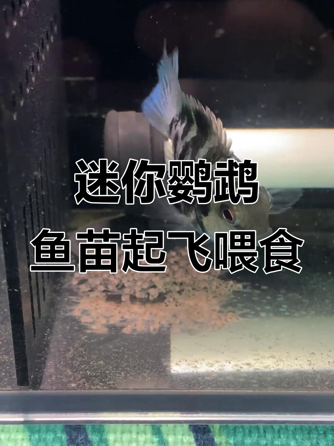 迷你鹦鹉鱼苗起飞后如何喂食?24小时开口秘诀揭秘