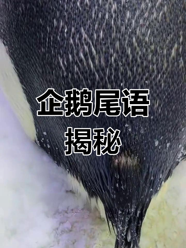 企鹅尾巴翘起,预示着什么?