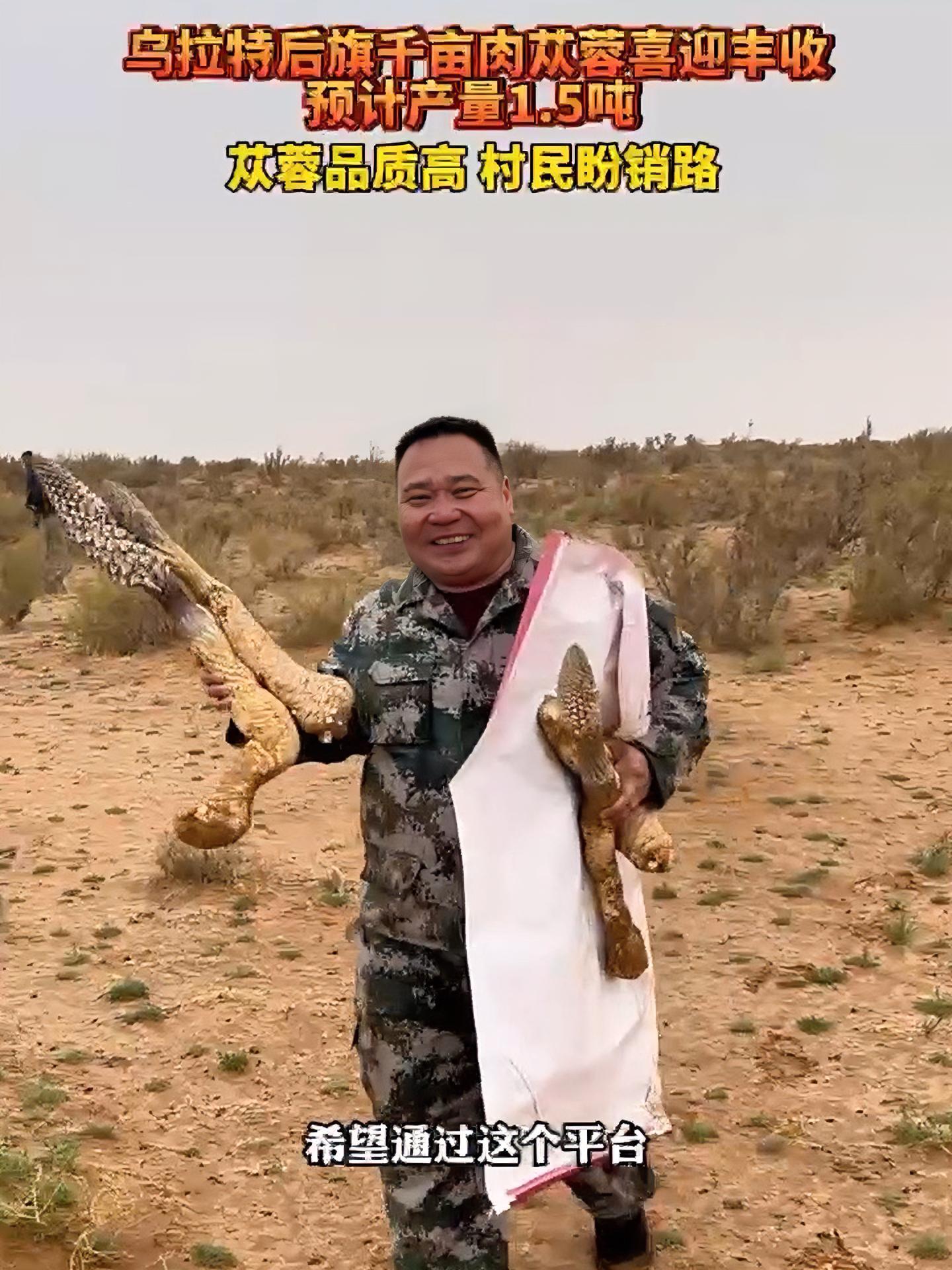 乌拉特后旗千亩肉苁蓉喜迎丰收,预计产量1.5吨,苁蓉品质高,村民盼销路 沙漠肉苁蓉 打好三