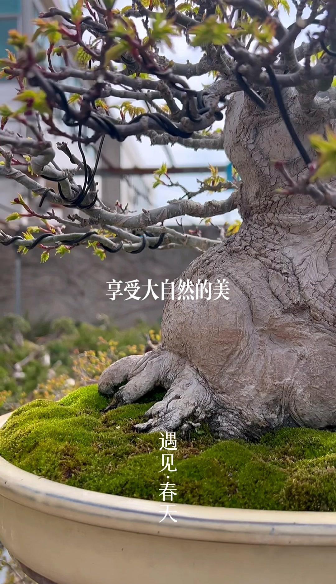 狮子头发芽记录 一花一草一世界 园艺生活 养花人的乐趣