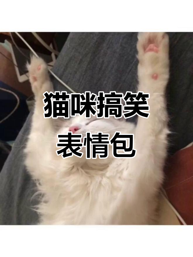 猫咪日常大合集,表情包来袭!