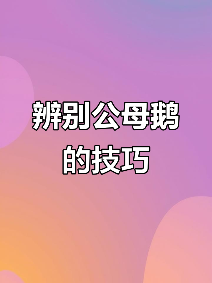 公母鹅蛋包一眼识，轻松分辨公母大鹅