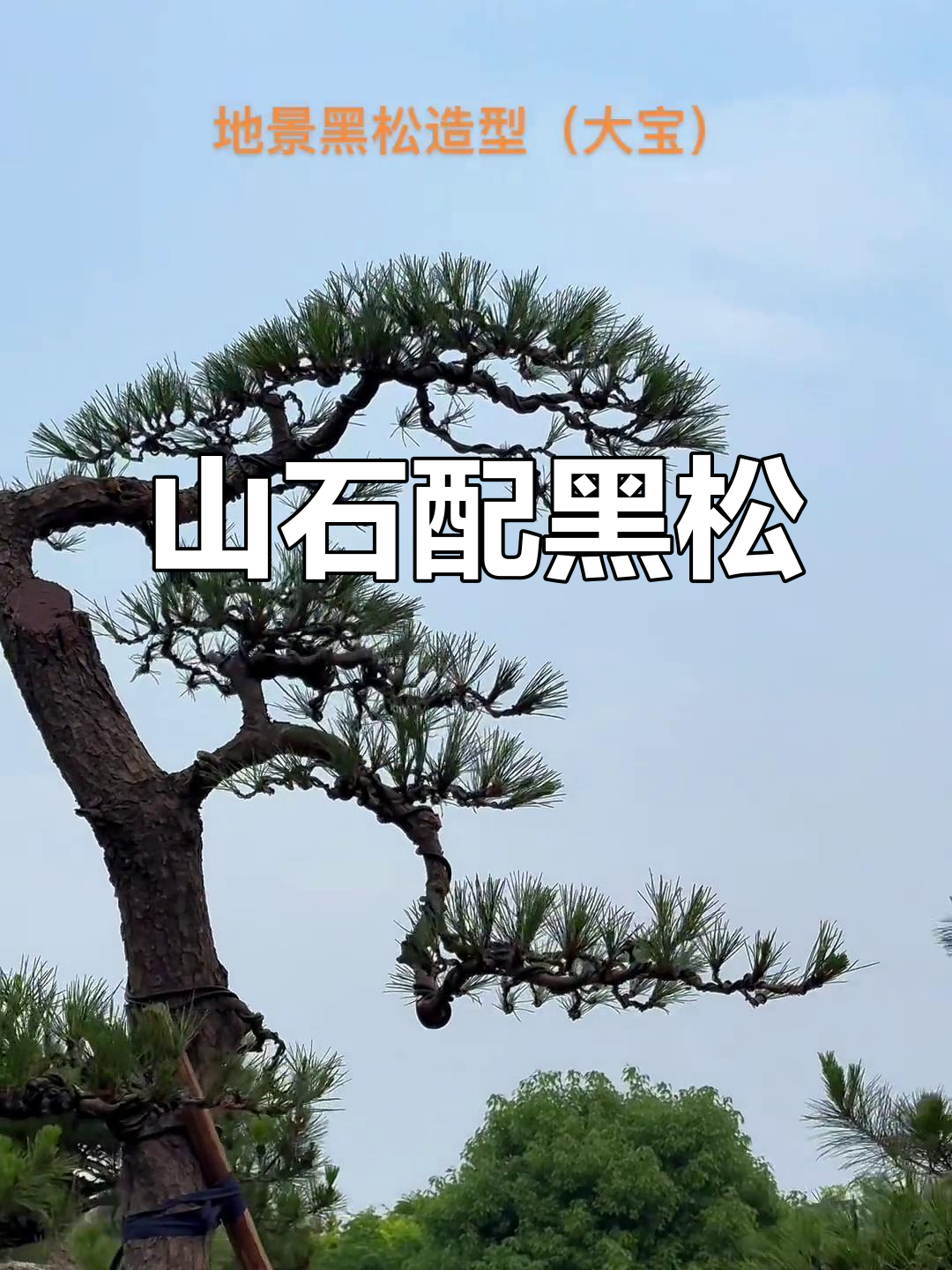 庭院景观设计:山石与黑松的完美搭配