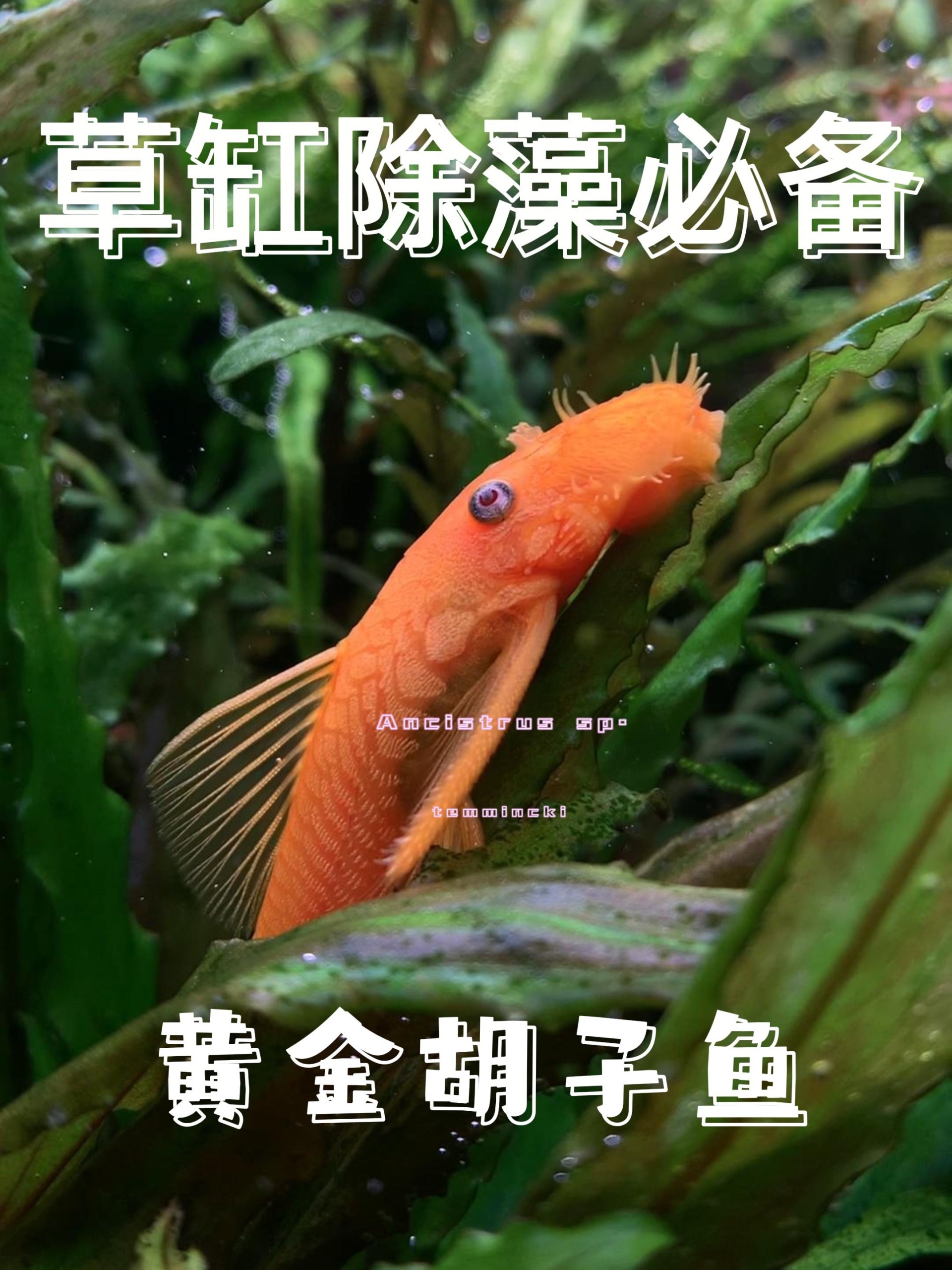 草缸除藻必备工具鱼——黄金胡子鱼