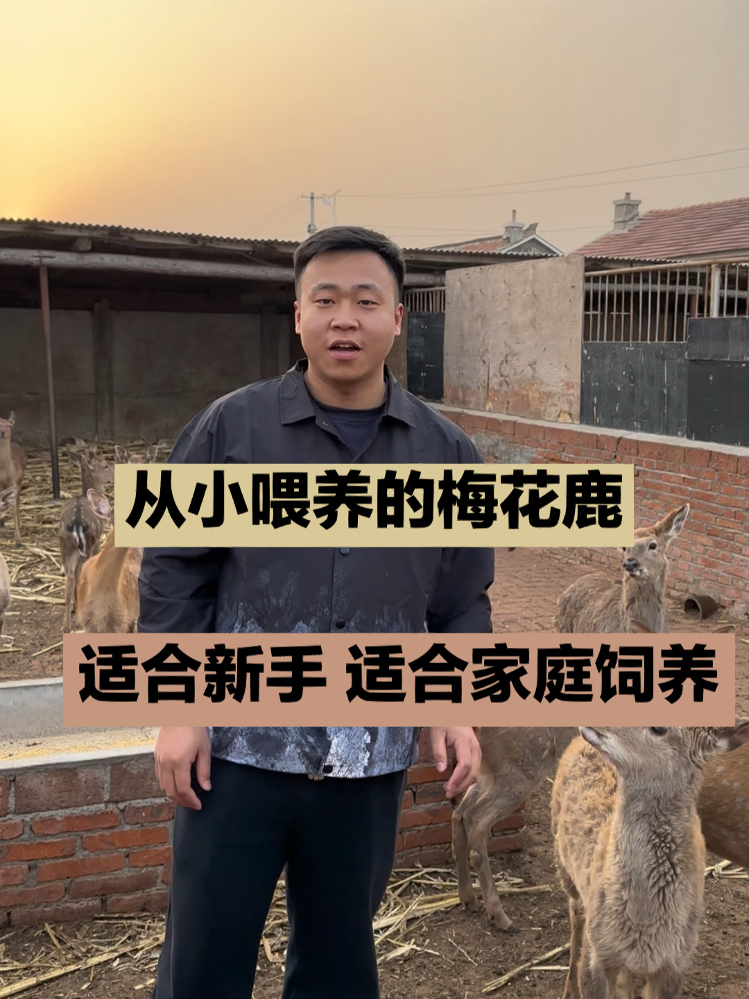 新手应该怎么饲养梅花鹿