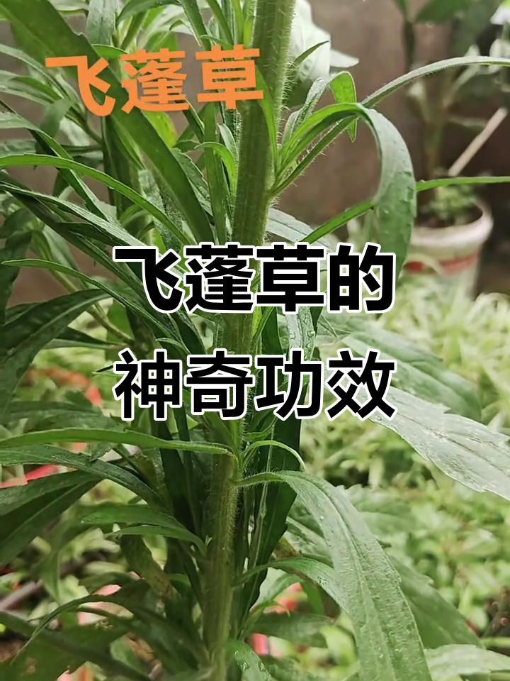 飞蓬草:农村常见止血良药,你见过吗?