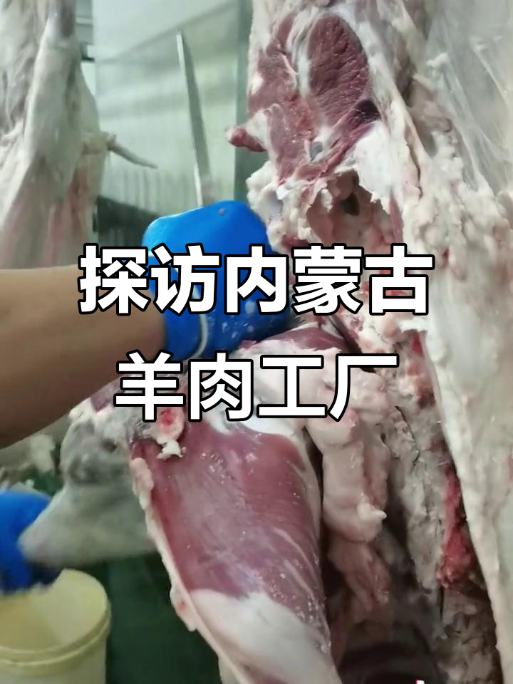 内蒙古羊肉工厂揭秘:后腿肉的处理与刀具展示