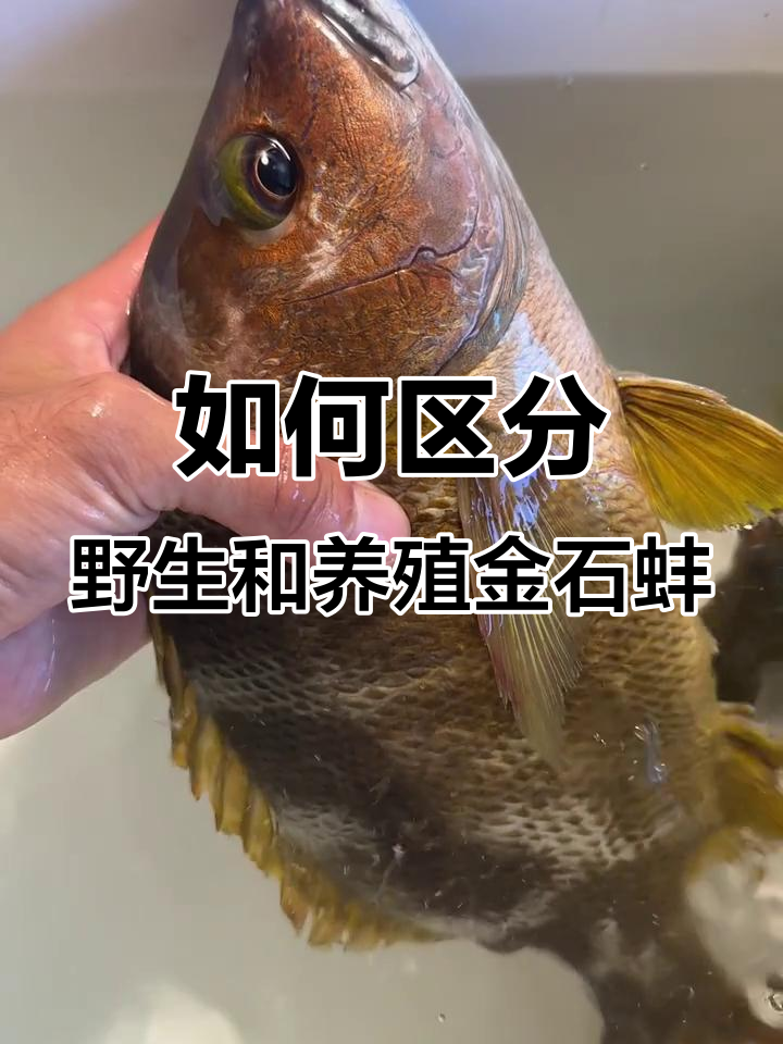 野生金石蚌与养殖区别大揭秘,如何分辨真假青衣鱼
