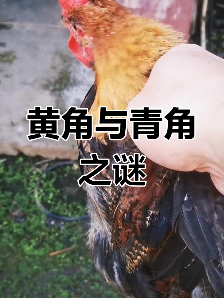 青脚土鸡苗揭秘:黄角还是红角的真相大挑战