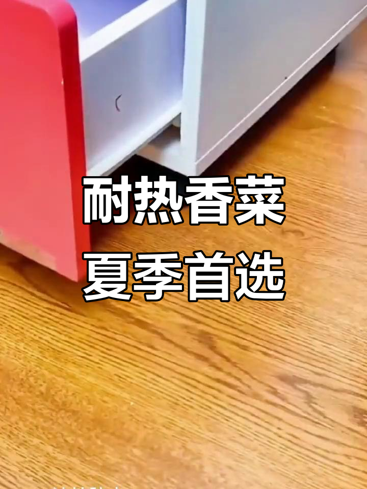 夏季高温必备!耐热香菜品种,大田种植无忧