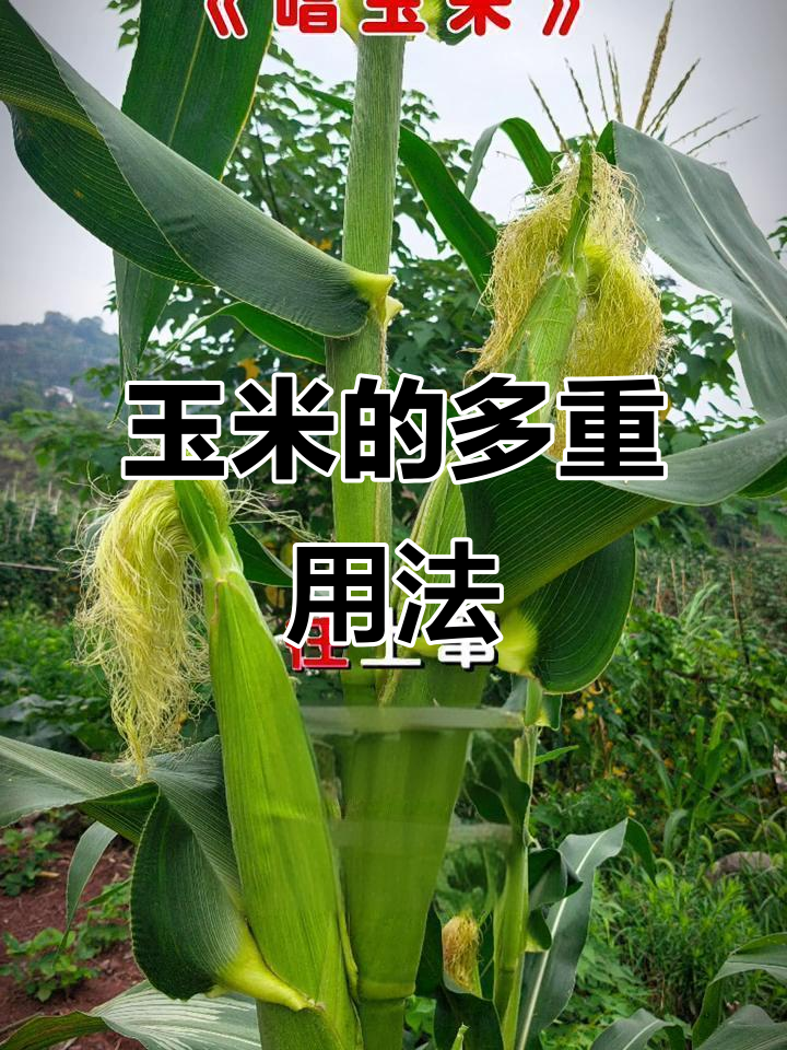 玉米的神奇用途,从煲汤到炸爆米花样样行
