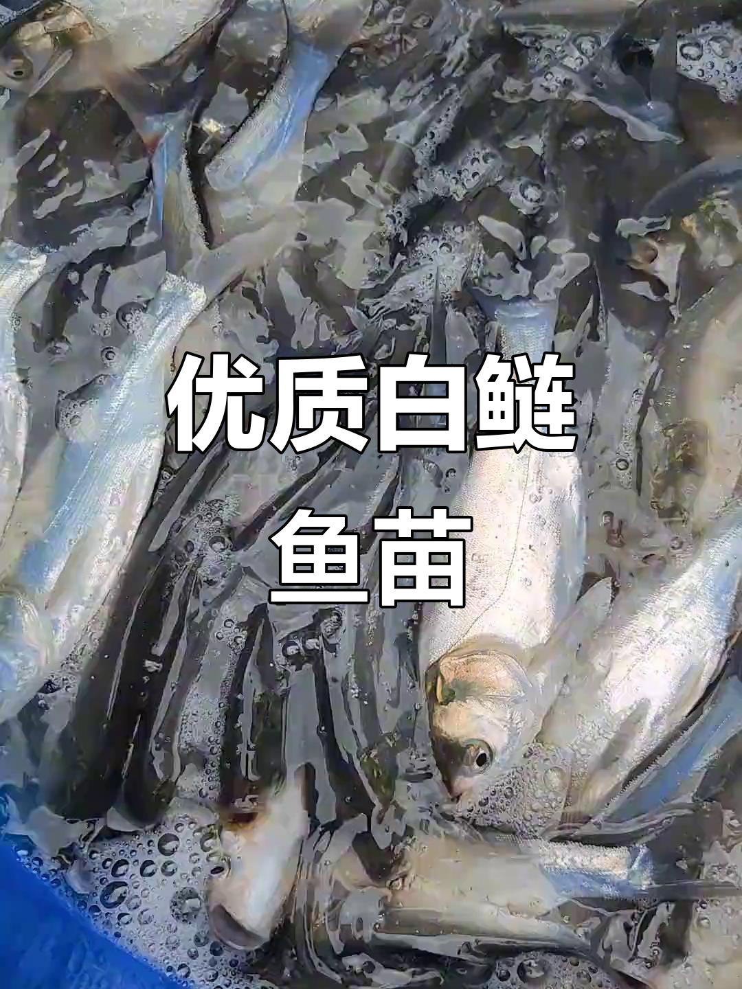 白鲢鱼苗下塘，皮毛光亮，4-500尾轻松养殖