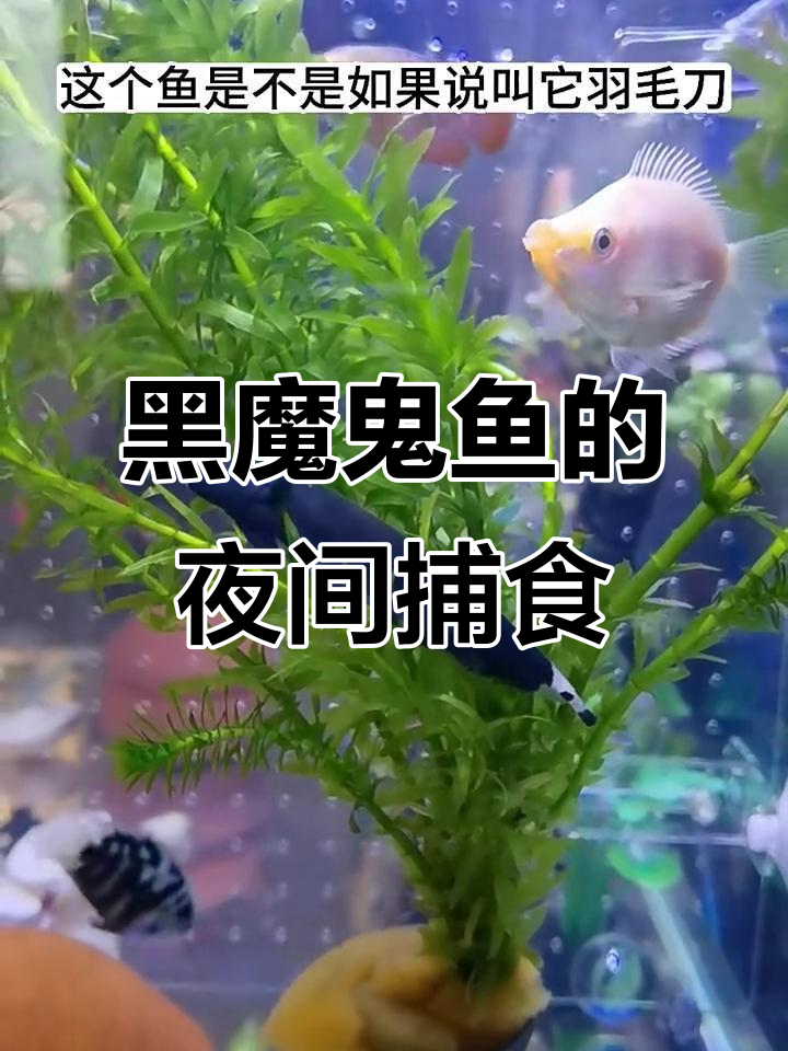 羽毛刀鱼:夜行攻击性强的黑魔鬼,爱吃虾和小灯科