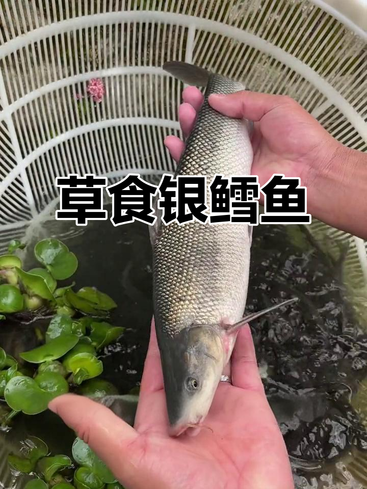 吃草长大的银鳕鱼,最大能长三十斤