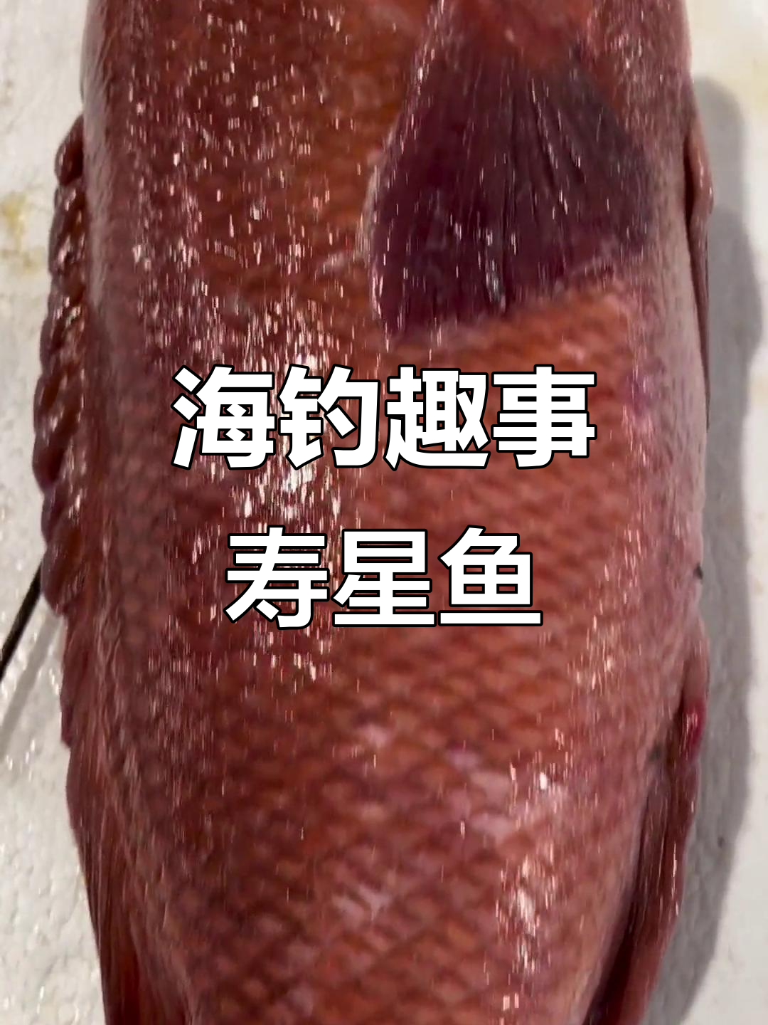 寿星鱼大揭秘,海钓乐趣多