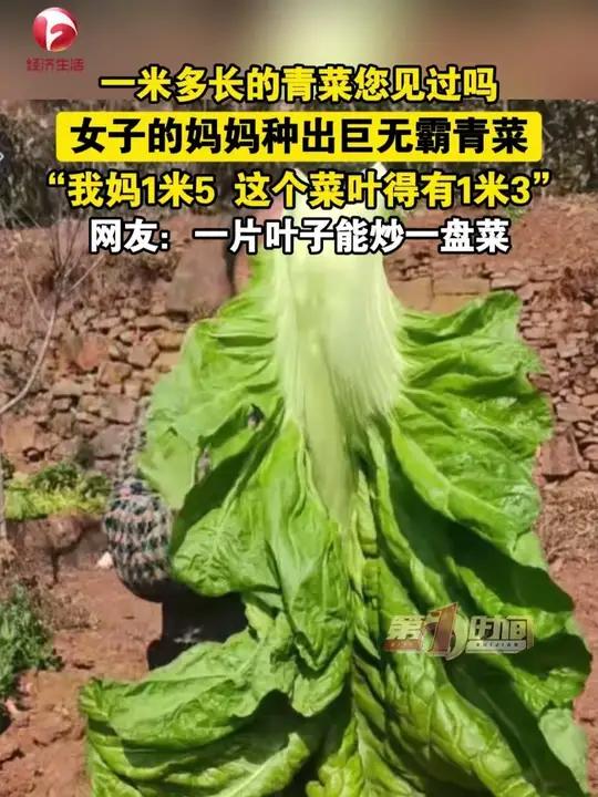 女子的妈妈种出巨无霸青菜,“我妈1米5 这个菜叶得有1米3”,网友:一片叶子能炒一盘菜。超