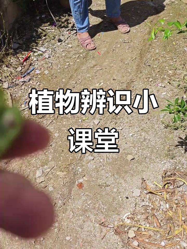 长安街头,相思藤与鸡骨草的辨别小知识!