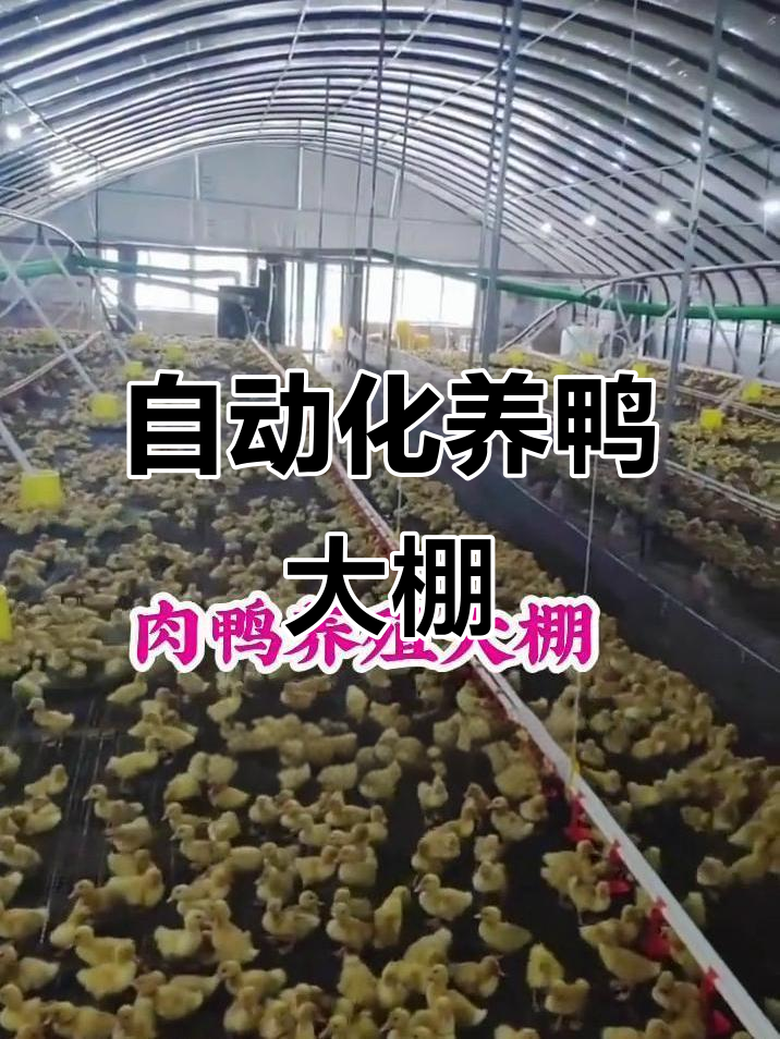 全自动肉鸭养殖大棚,通风设计巧妙避免感冒
