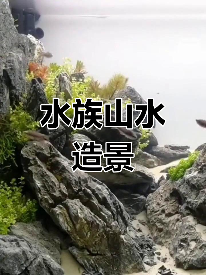 青龙石造景,鱼缸如山水画卷,溪流环绕,美轮美奂