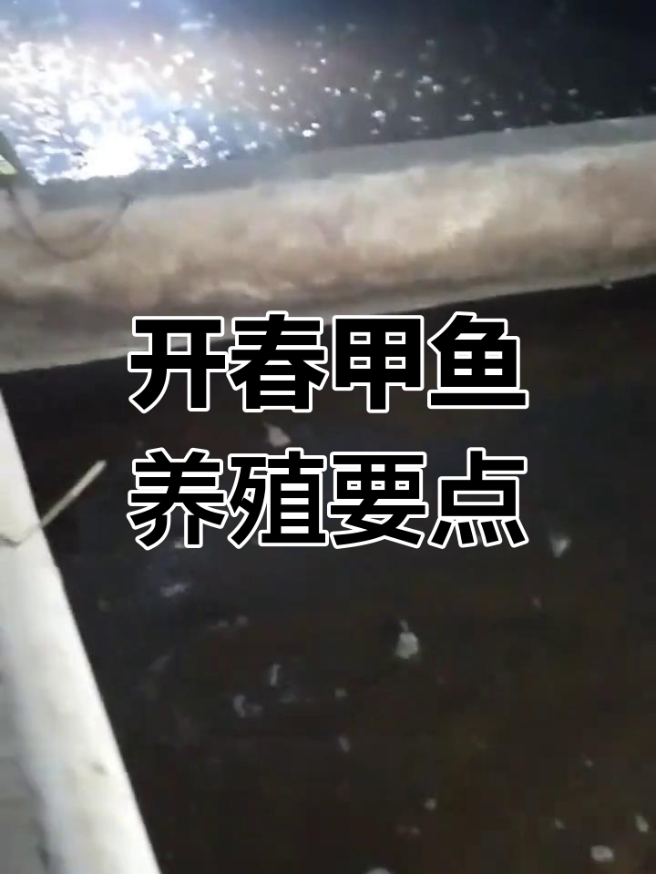 春季温室甲鱼养殖注意事项,避免水温波动和饲料残留