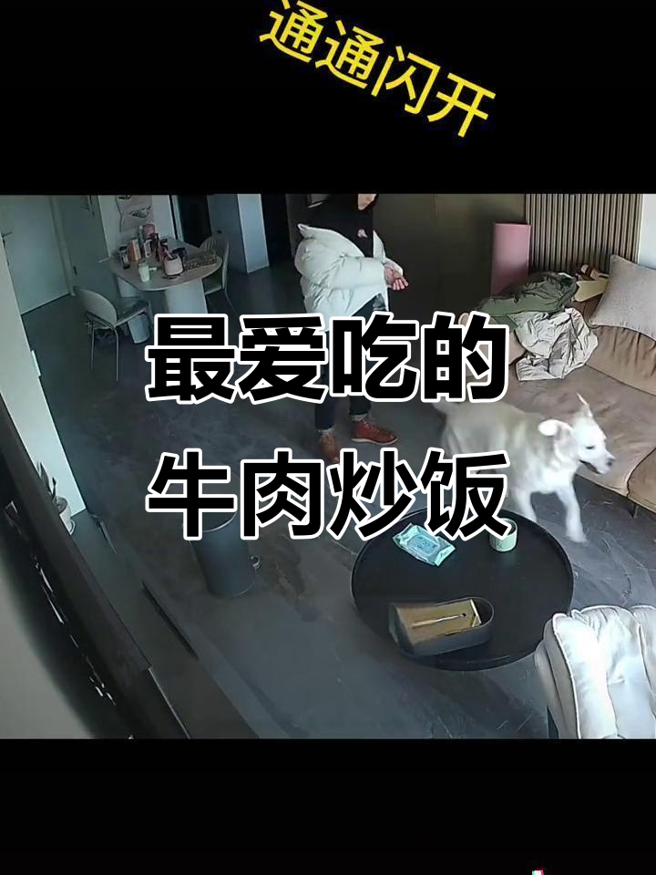 狗狗最爱炒饭,牛肉胡萝卜火腿肠全有!