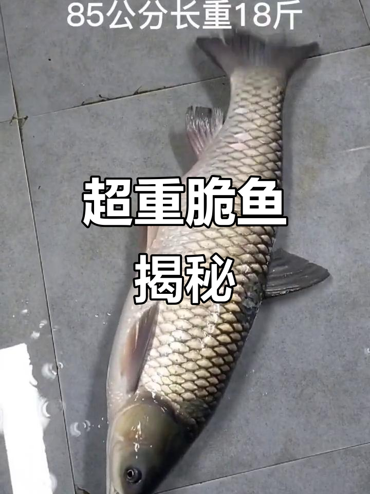 脆鱼长18斤,身陷八十五公分!