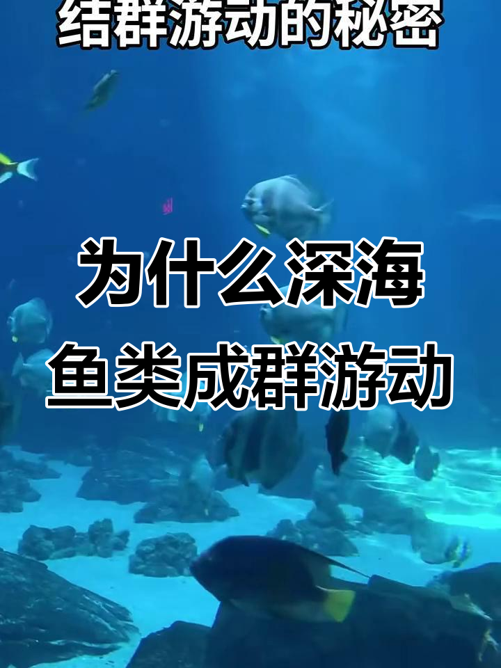 深海鱼群为何总是结伴而行?揭秘集体游动的奥秘