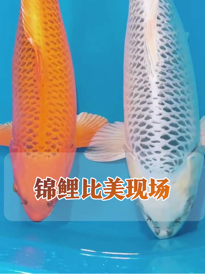 当橙色锦鲤遇上白锦鲤,这场比美大赛谁赢了?