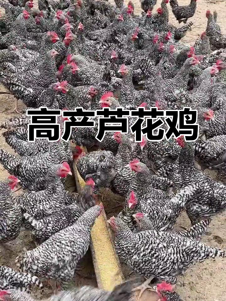 芦花鸡:蛋肉兼备,营养丰富的高产鸡种