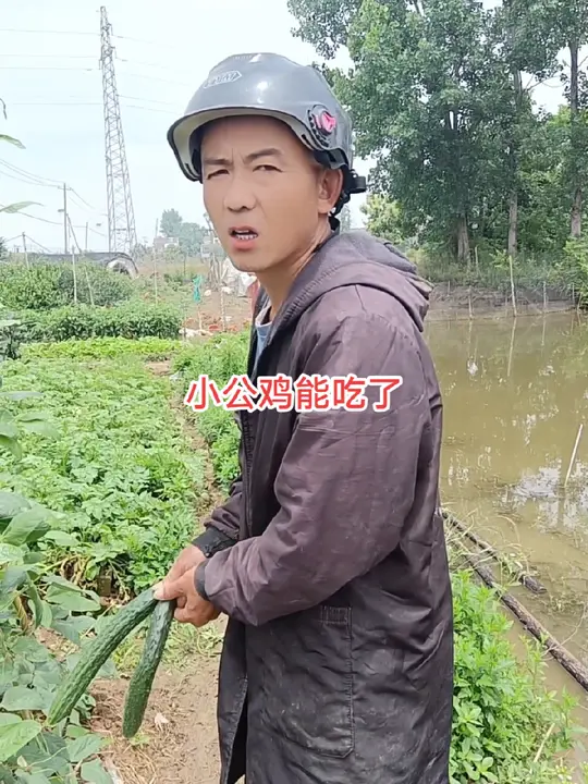 农村散养小公鸡,现在能吃了吗?
