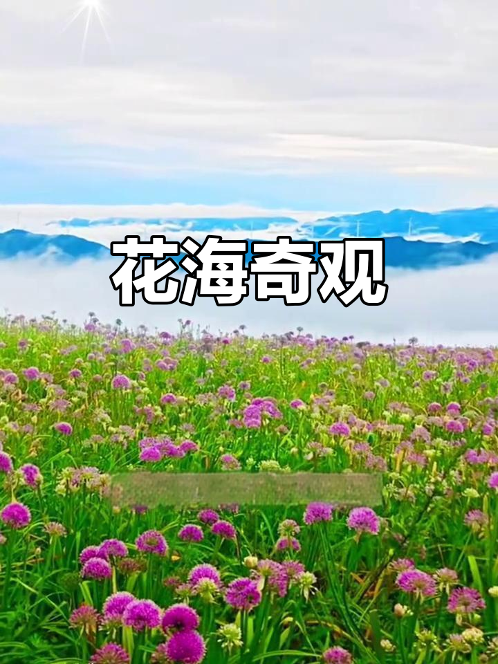 9月贵州韭菜坪,紫色花海与自然景观交相辉映