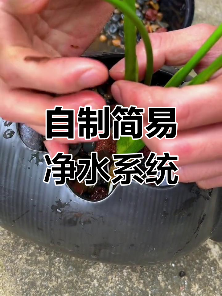 陶瓷流水罐打造生态鱼缸,绿植代替过滤器