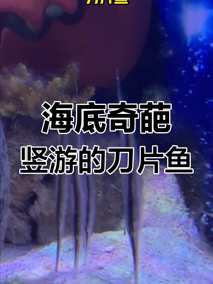 刀片鱼逆天倒立,海世界奇观