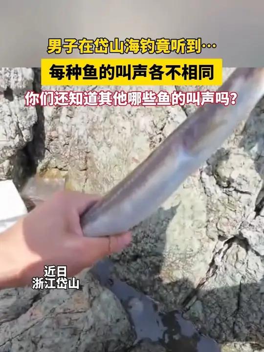 男子在岱山海钓竟听到……每种鱼的叫声各不相同，你们还知道其他哪些鱼的叫声吗？素材来源