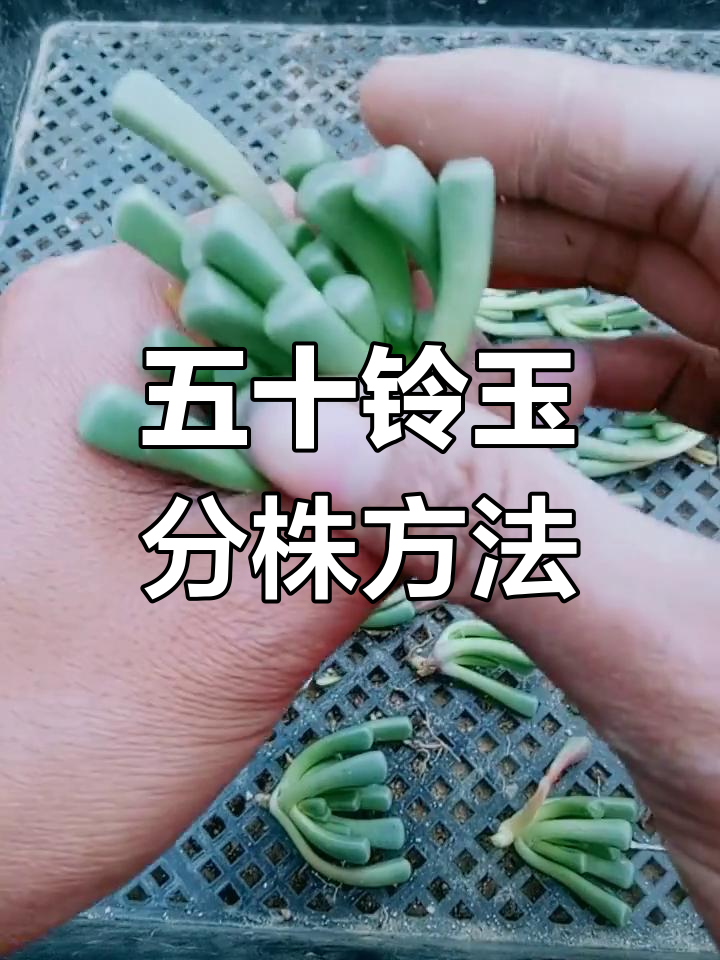 五十铃玉分株技巧,轻松繁殖多肉植物