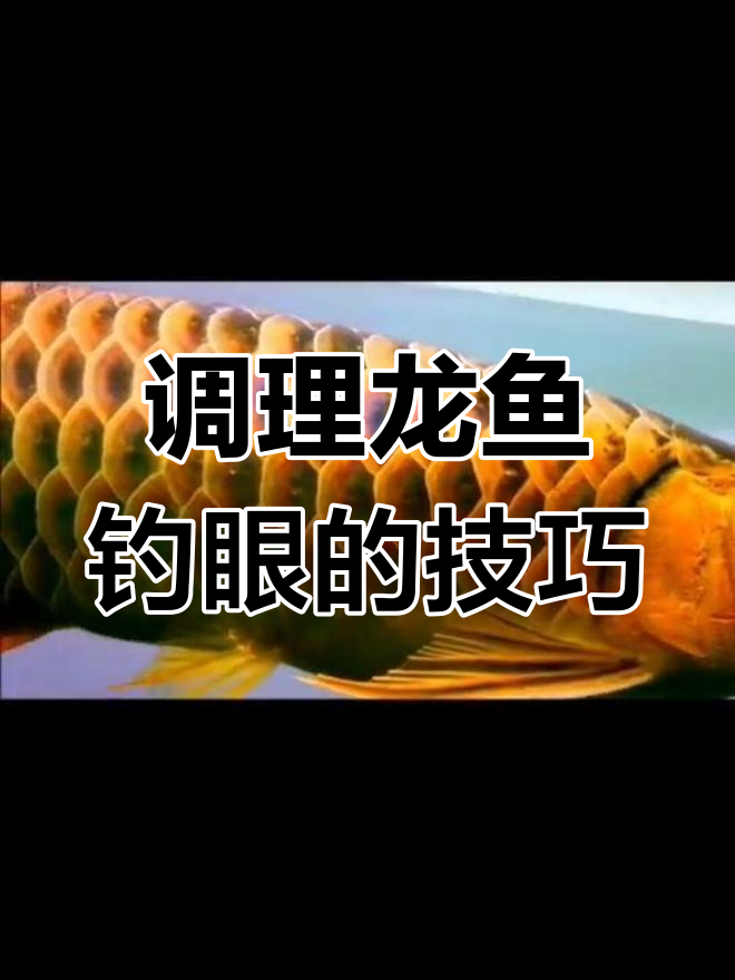 龙鱼钓眼问题解析:如何调整情绪与水质管理