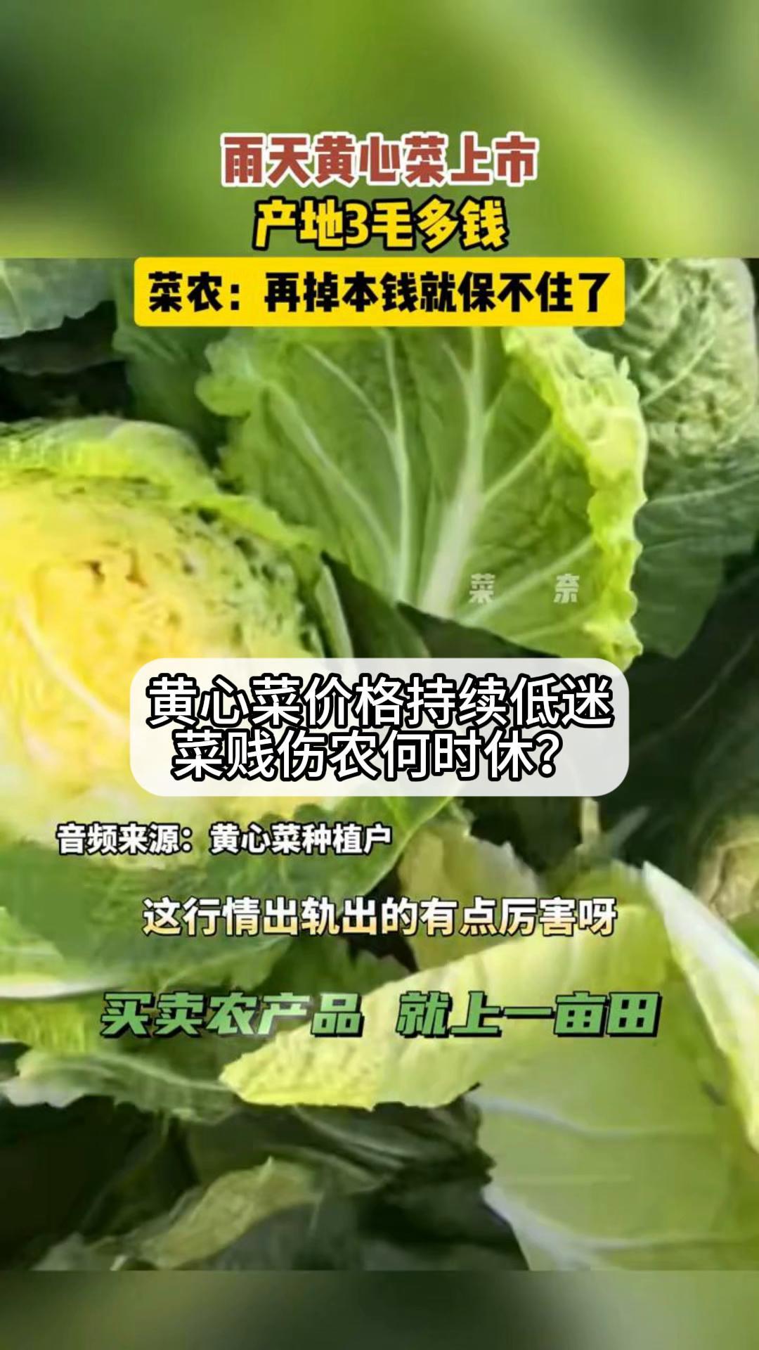 黄心菜价格持续低迷,菜贱伤农何时休?