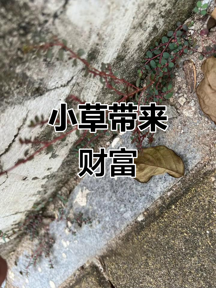 发现这种小草,财运滚滚来!宋代本草有记载